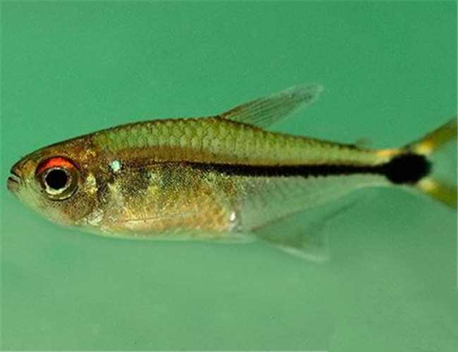 頭尾燈魚