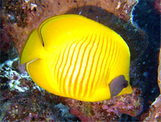 黃色蝴蝶魚