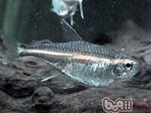 銀燕子燈魚