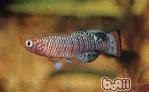 羅氏琴尾魚