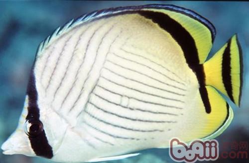 斜紋蝴蝶魚