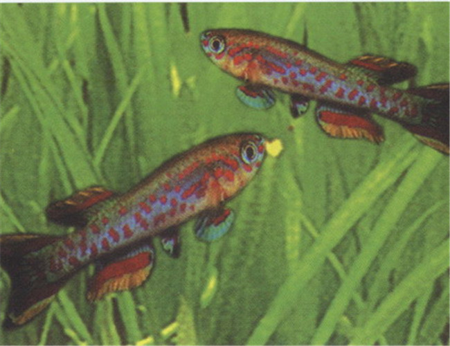 五彩琴尾魚
