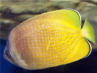 珠蝴蝶魚