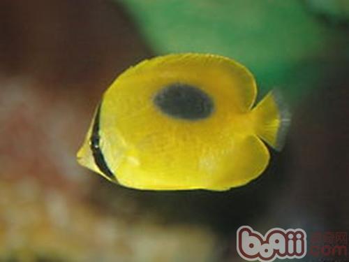 鏡斑蝴蝶魚