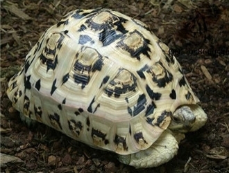 豹紋陸龜