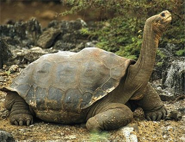 加拉帕戈斯象龜