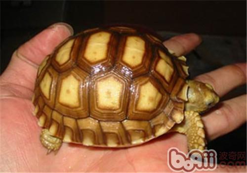 蘇卡達象龜