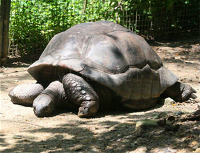 亞達伯拉象龜