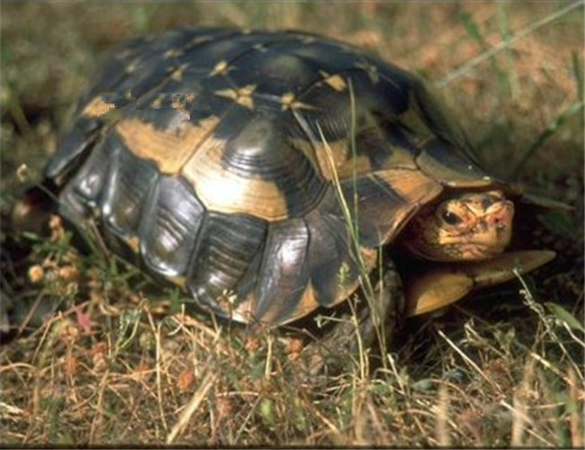 非洲折背陸龜