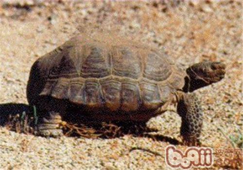 沙漠地鼠龜