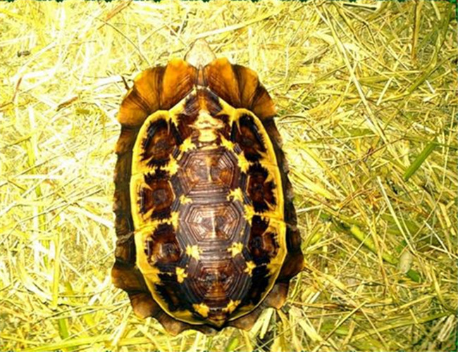 荷葉陸龜
