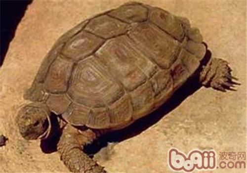 卡魯海角陸龜