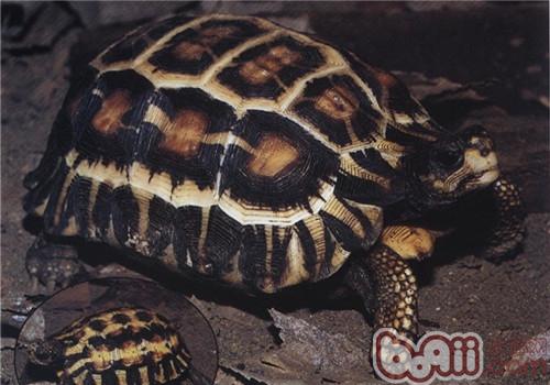 扁尾陸龜