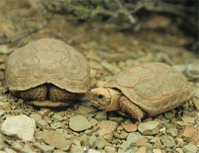 包蘭格海角陸龜