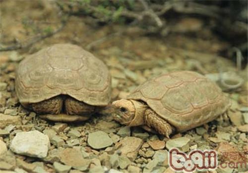包蘭格海角陸龜