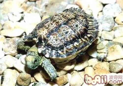 斑點陸龜