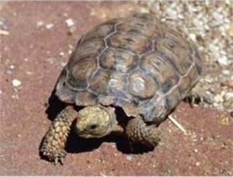 伯格海角陸龜