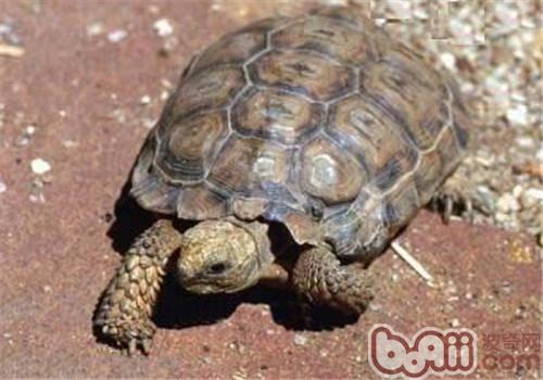 伯格海角陸龜