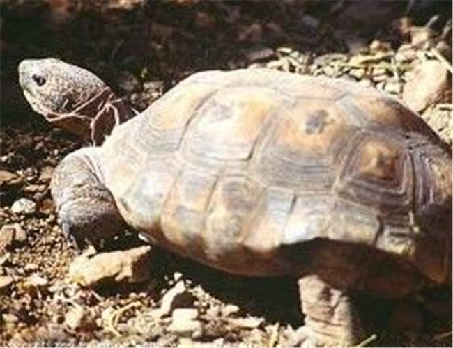 墨西哥地鼠龜