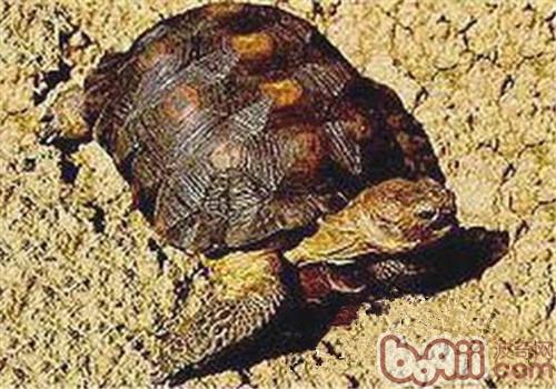 墨西哥地鼠龜