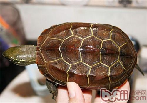 中華草龜