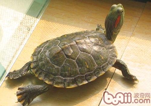巴西紅耳龜