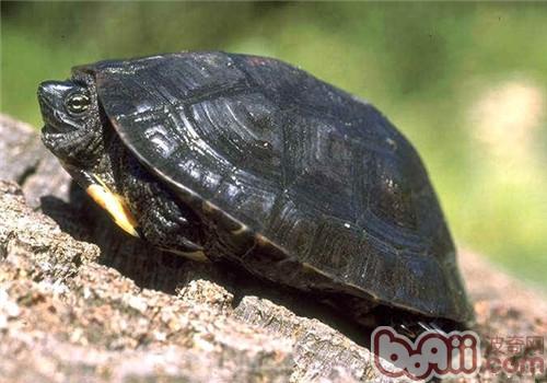黑頸烏龜