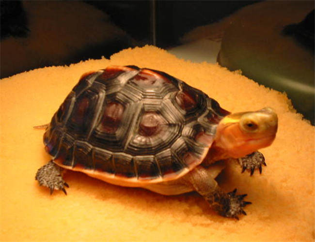 黃緣閉殼龜