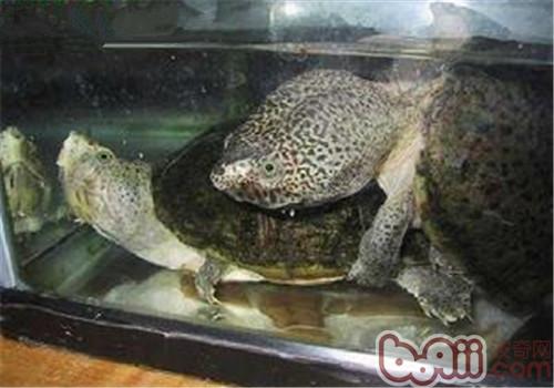巨頭麝香龜