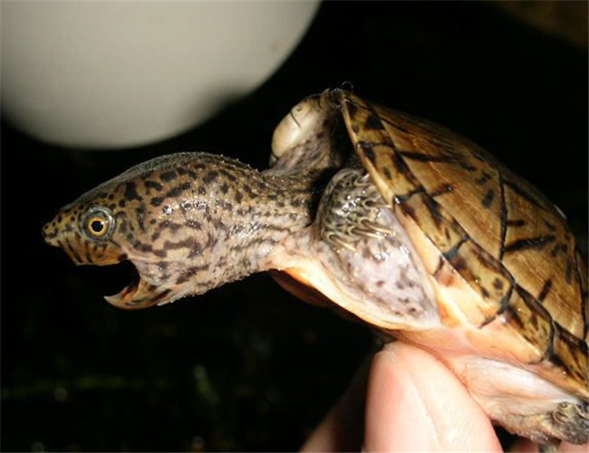 巨頭麝香龜