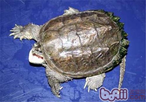 中美擬鳄龜