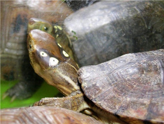 四眼斑水龜