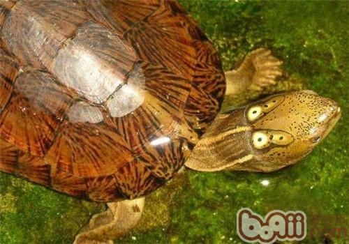 四眼斑水龜