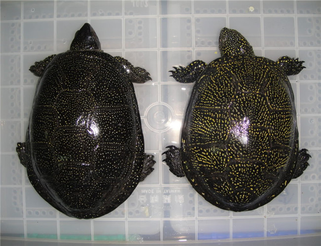 歐洲澤龜
