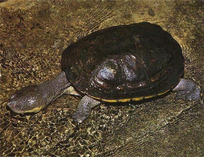 巨頭蛇頸龜