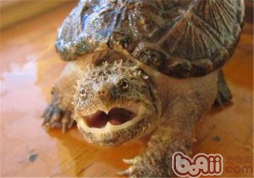 佛州擬鳄龜