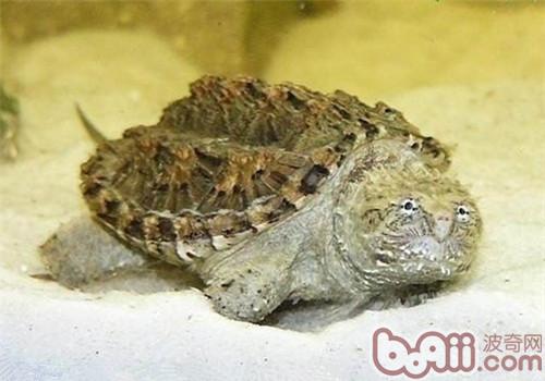 佛州擬鳄龜