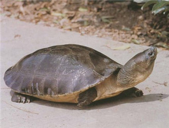 馬來西亞巨龜