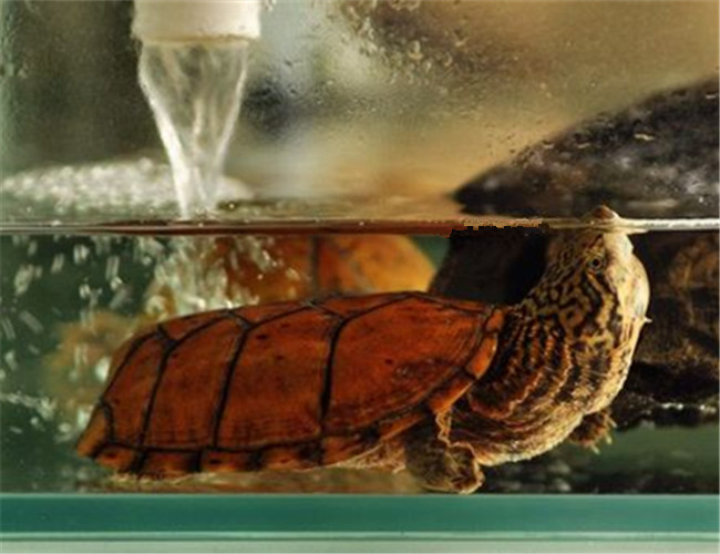 虎紋麝香龜