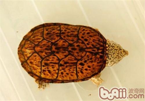 虎紋麝香龜
