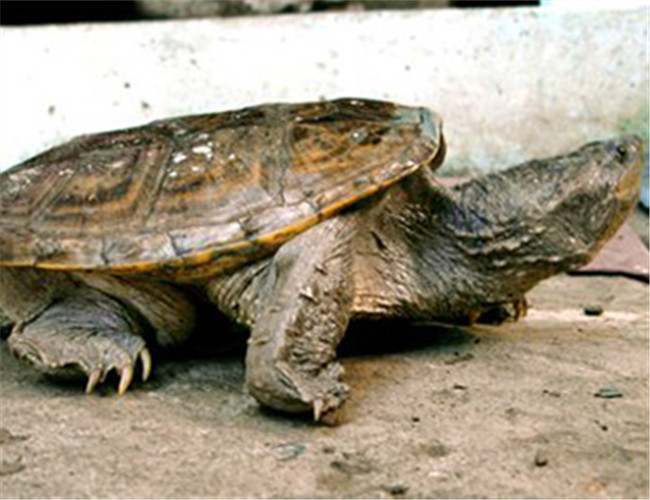 南美擬鳄龜
