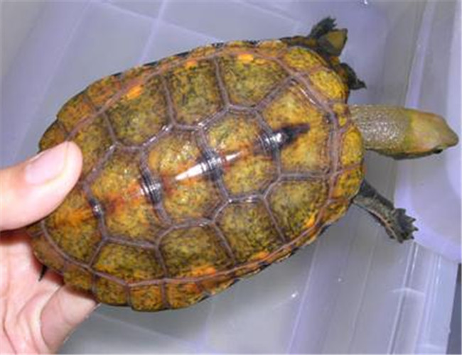 日本石龜