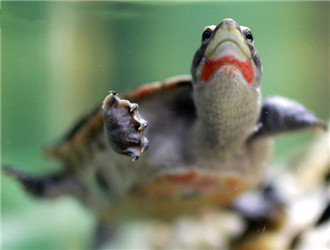 紅腹短頸龜