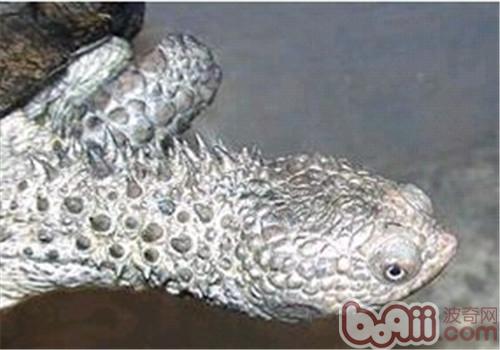 黑腹刺頸龜