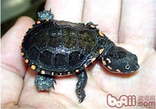 黑腹刺頸龜