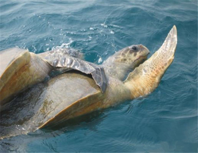太平洋麗龜