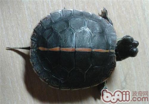 紅紋錦龜