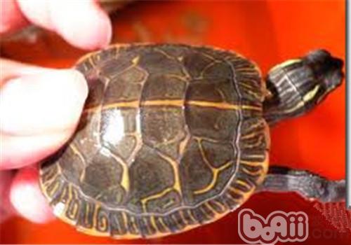 紅紋錦龜