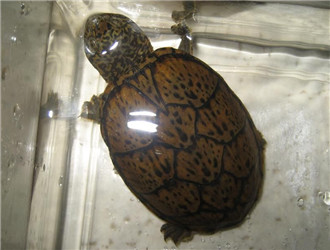平背麝香龜