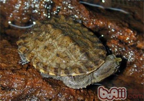 南美蛇頸龜